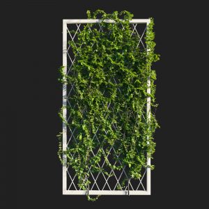 Vines_on_wall