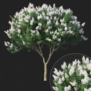 Crape Myrtle With White Flowers