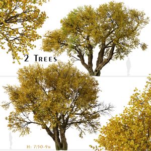 Set Of Fremont Cottonwood Tree (populus Fremontii)