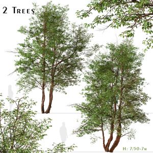 Set of Water Birch Trees (Betula occidentalis)