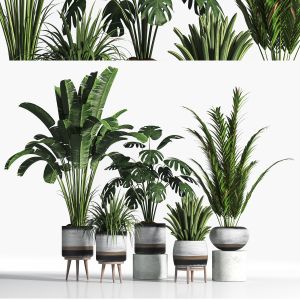 Indoor Plant Set05