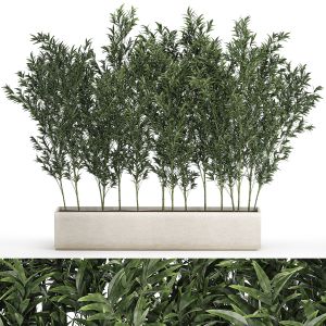 Bamboo Thickets For Landscaping And Outdoors