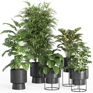 Indoor Plant Set 028