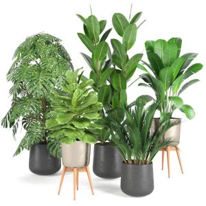 Plant Collection Rpm 03