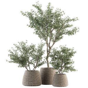 Indoor Plant Set 275 - Olive Plants Set In Pot