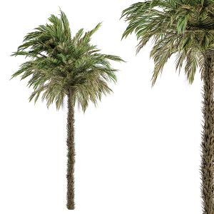 Pygmy Date Palm - Tree Set 51