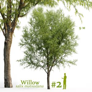 Willow Salix Matsudana #2