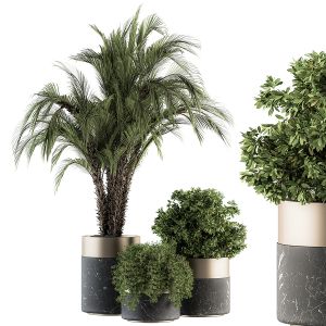 Indoor Plant Set 272 - Plants Set In Pot