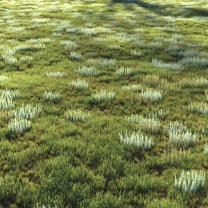 Field Grasses No. 3 | Grass