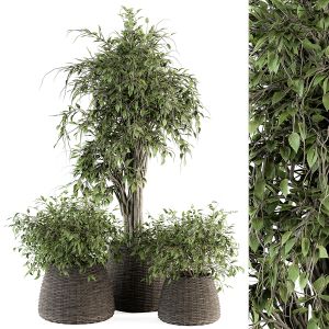 Indoor Plant Set 276 - Plants Set In Pot