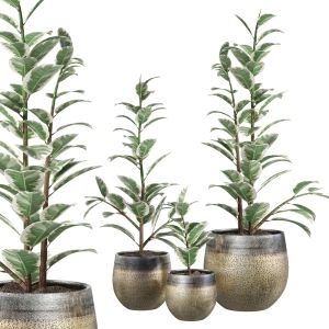 Mya Plant Pot - Ficus Elastica