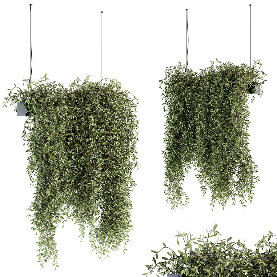 thuja d6 wirkung Pflüger Thuja D6 Globuli Thuja occidentalis D6 Streukügelchen 10 g main image 1