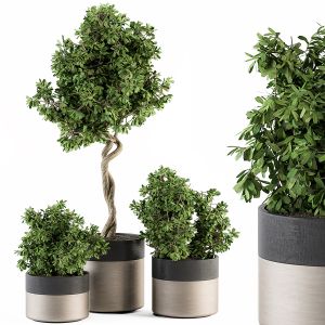 Outdoor Plant Set 272 - Plant Set In Modern Pot