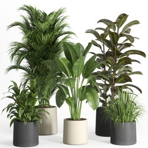 Indoor Plant Set 030