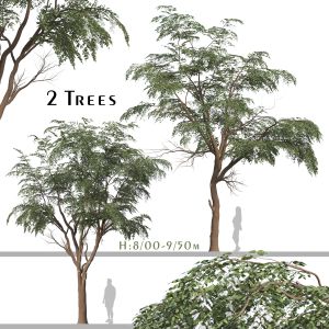 Set Of Sophora Japonica Tree (Japanese Pagoda)