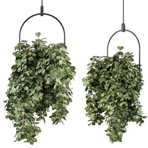 Indoor Plant Set 282 - Hanging Plants