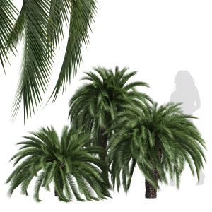 Macrozamia Moorei Palm