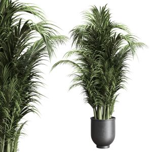 Indoor Plant 158 Pot Plant Palm Concrete Dirt Vase