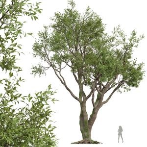 Angel Oak Live Tree