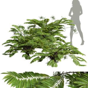 Angiopteris Fokiensis Fern Forest