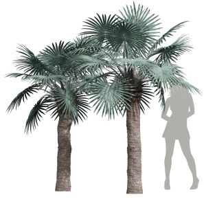 Bismarckia Nobilisi Palm