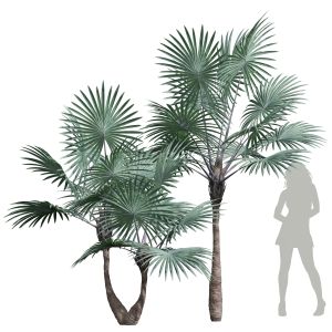 Bismarckia Nobilisi Palm Decorative