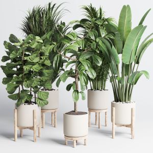 Collection Indoor Plant 155 Pot Palm Ravenala Ficu