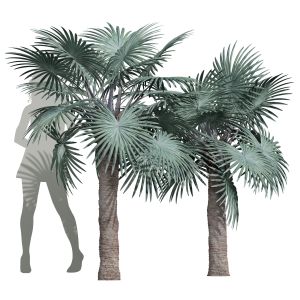 Bismarckia Nobilisi Palm Medium
