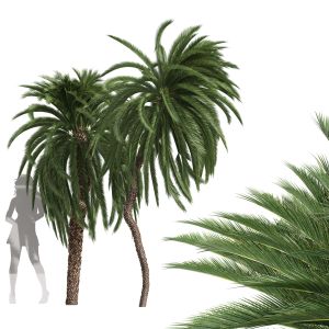New Tree High Detail Macrozamia Moorei Palm Tall