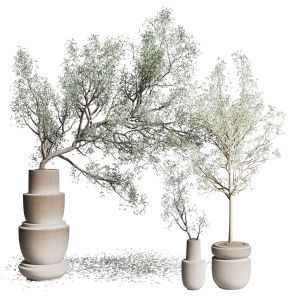 Olive Tree In An Old Earthenware Vase Indoor Set
