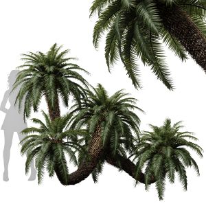Cycas Revoluta Palm Farn