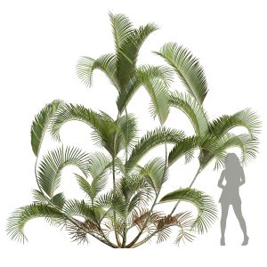 Chrysalidocarpus Lutescens02