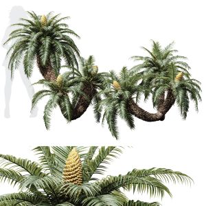 Cycas Revoluta Palmfarn Fruit