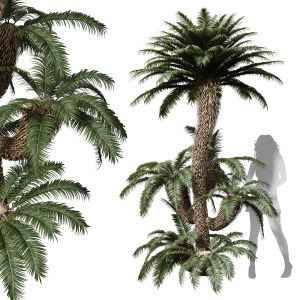 Cycas Revoluta Palmfarn Tree Family
