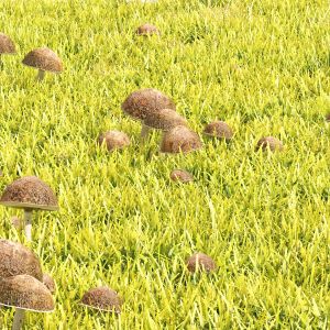 Grass Lawn With Mushroom