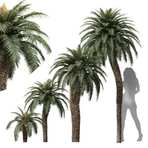 Cycas Revoluta Palmfarn Fruit Tree
