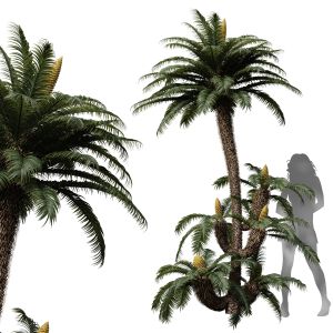 Cycas Revoluta Palmfarn Fruit Tree Family