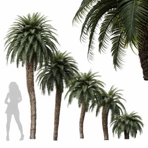 Cycas Revoluta Palmfarn Tree