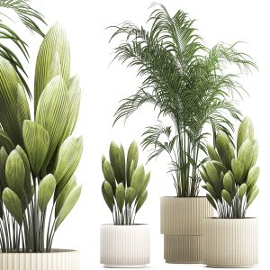 Beautiful Palm Plants And Bushes In Flower Pots