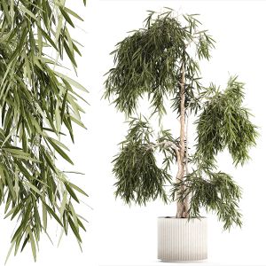Beautiful Weeping Willow Tree Olive In Flowerpot