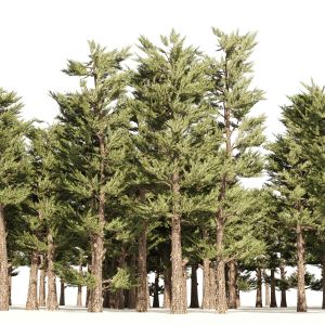 Conifer Forest Trees