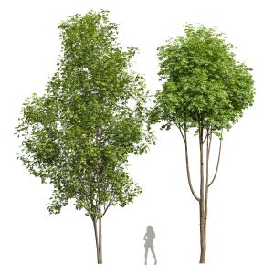Ash Tree And Acer Saccharinum Tree