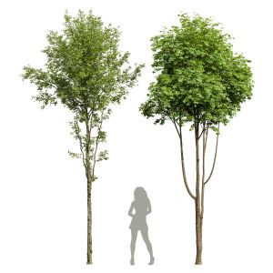 Alnus Glutinosa And Ash Tree