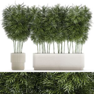 Beautiful Plant Bush Bamboo In Pots 1354