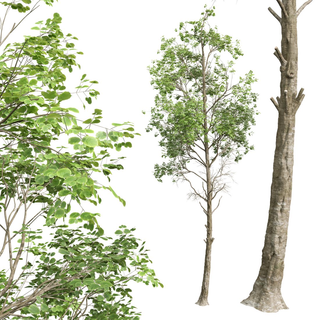 Spring Trees 2 - 3D Model for VRay, Corona