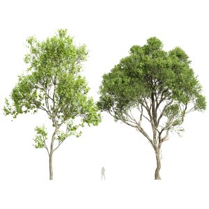 Pseudoplatanus And Saccharinum Summer Trees