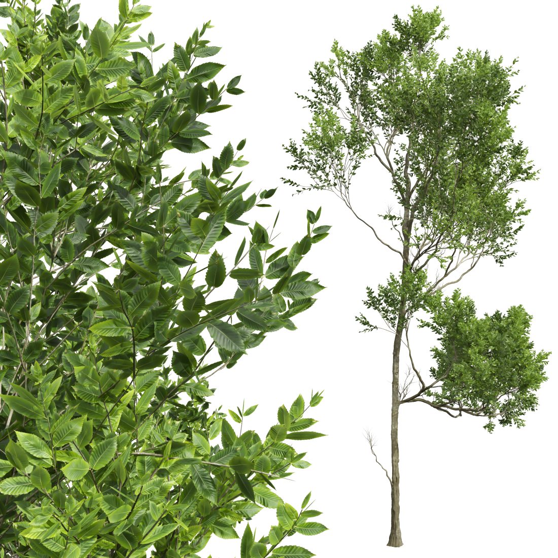 Spring Trees 3D Model for VRay, Corona | CGMood