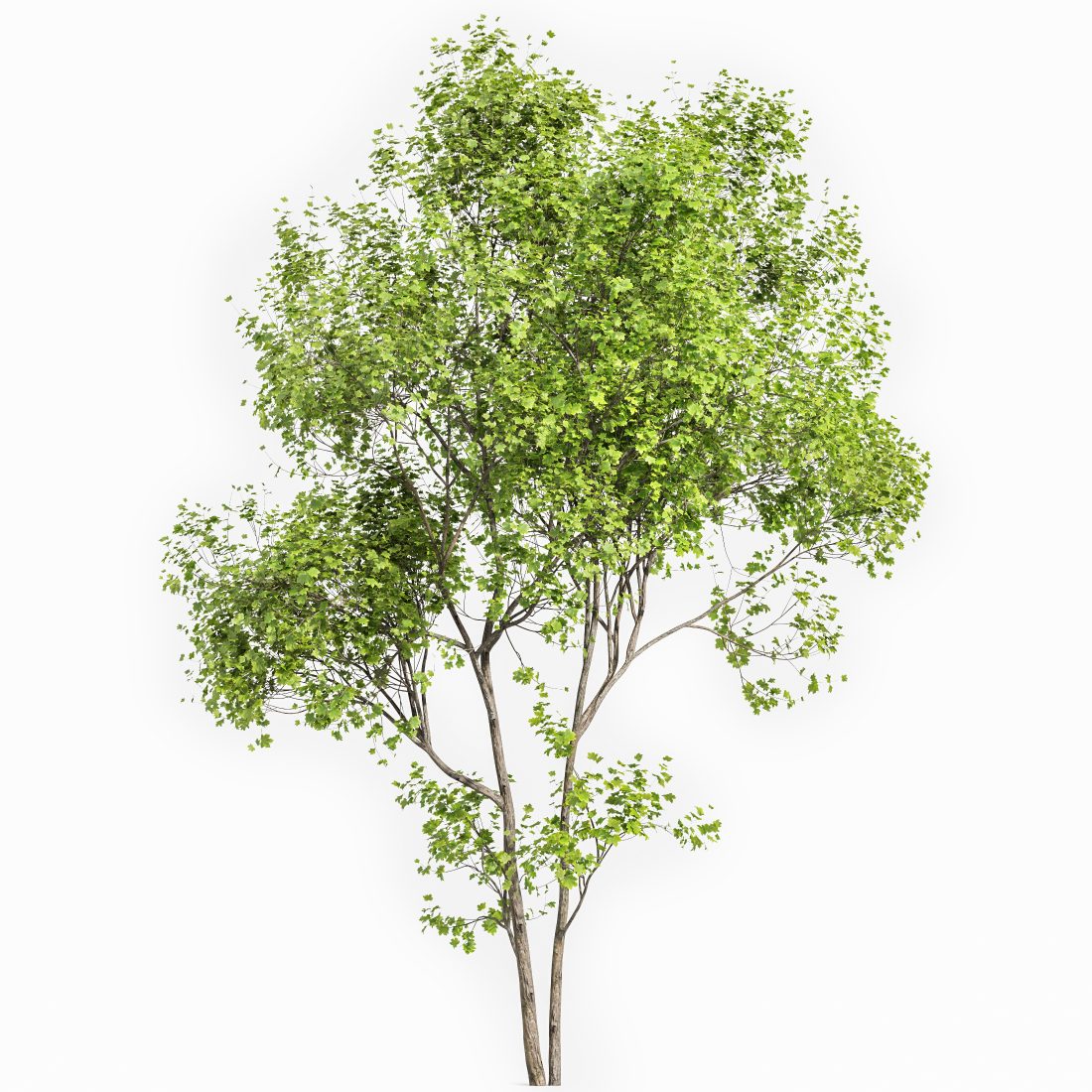 Spring Trees 3D Model for VRay, Corona | CGMood
