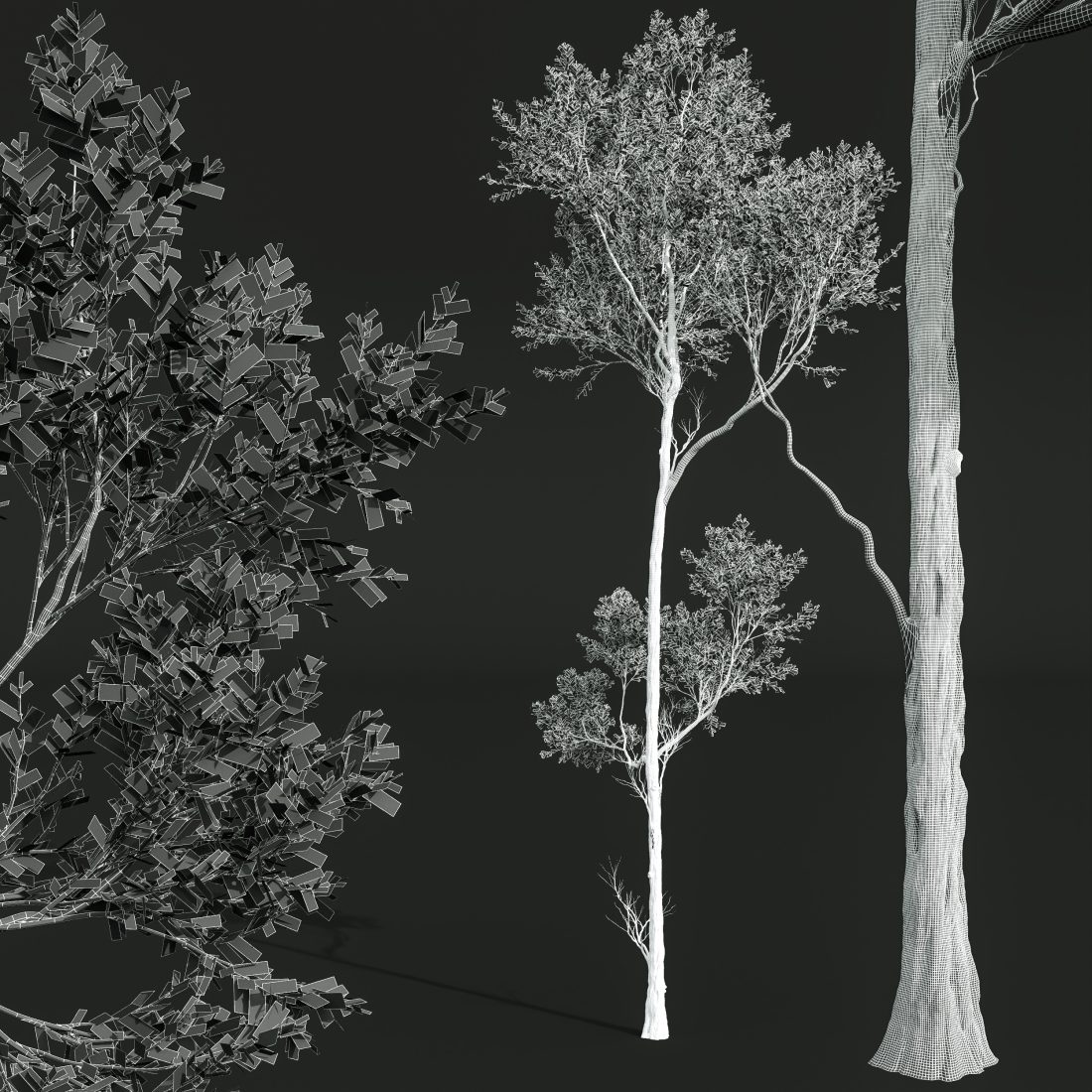 Spring Trees 3D Model for VRay, Corona | CGMood