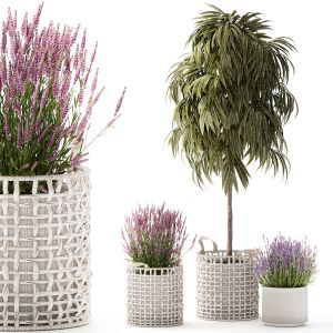Beautiful Ficus Alii Lavender Plants In Basket Pot